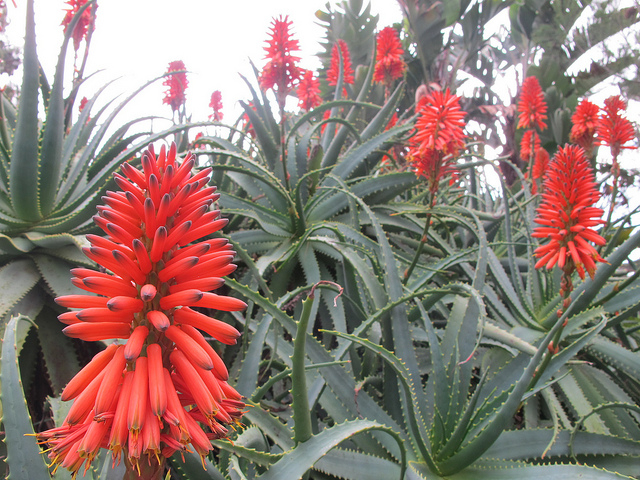 Williamstown Botanic Gardens - Loraine Callow